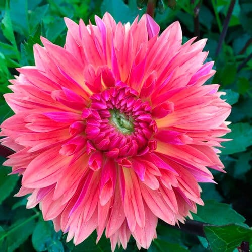 Libeccio - Blomsterverden